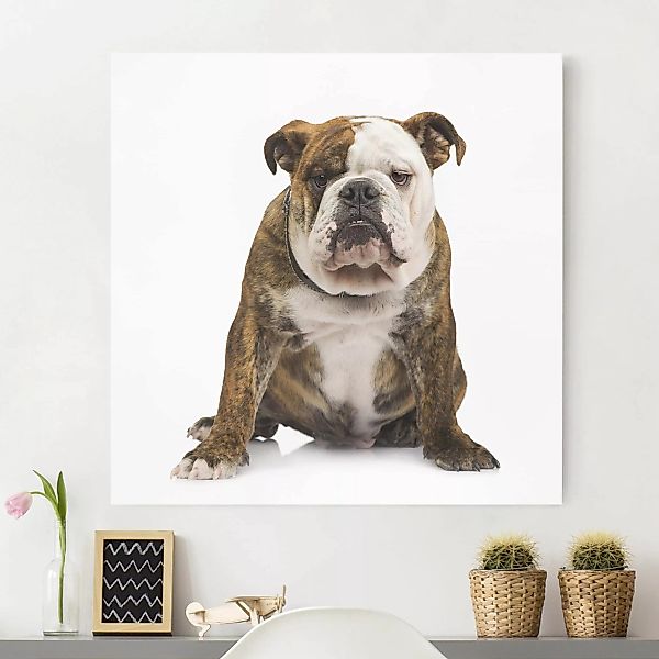 Leinwandbild - Quadrat Bulldogge günstig online kaufen