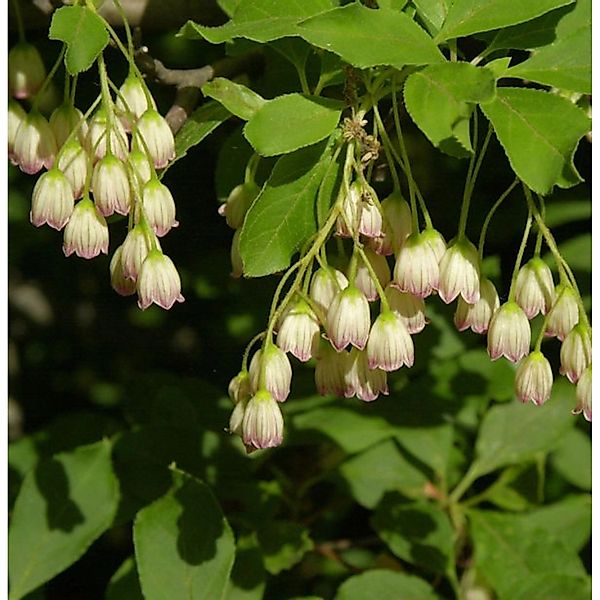 Prachtglocke 40-60cm - Enkianthus campanulatus günstig online kaufen