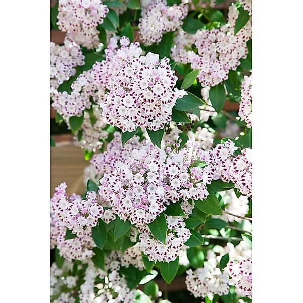 Kalmia Latifolia Berglorbeer Tiddlywinks 20-30 cm günstig online kaufen