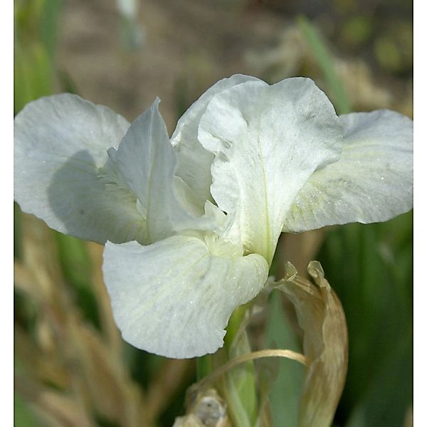 Zwergschwertlilie Chalk Marc - Iris barbata nana günstig online kaufen