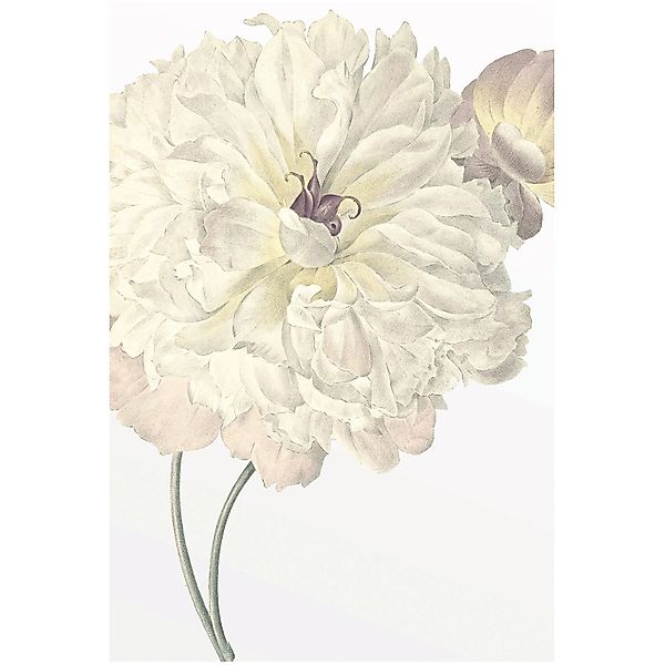 Komar Bild "Illustration Dahlia" Blumen 1 Stk. tlg. Wandbild zur Dekoration günstig online kaufen