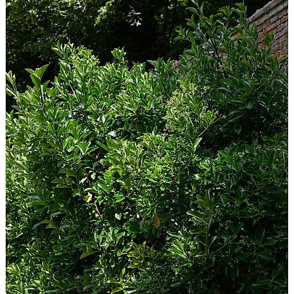 Japanischer Spindelstrauch 125-150cm - Euonymus japonicus günstig online kaufen