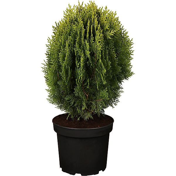 OBI Zwerglebensbaum Aurea Nana Gelb Höhe ca. 10 - 20 cm Topf ca. 2 l Thuja günstig online kaufen