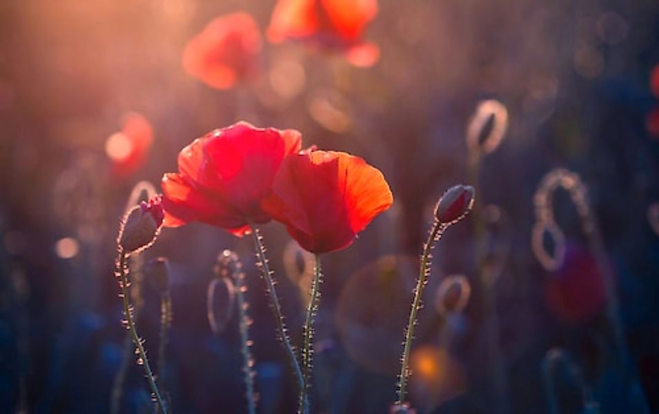 Papermoon Fototapete »Blumen« günstig online kaufen