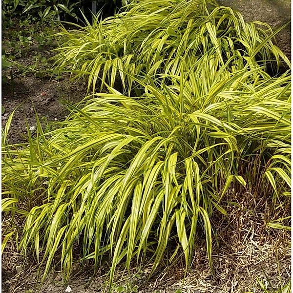 Japanisches Berggras Strip it Rich - Hakonechloa macra günstig online kaufen