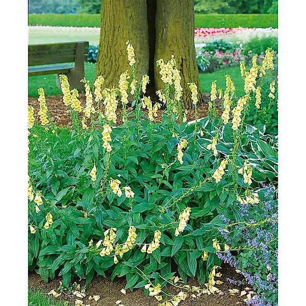 Digitalis Grandiflora Großblütiger Fingerhut Ca. 9x9 cm Topf günstig online kaufen