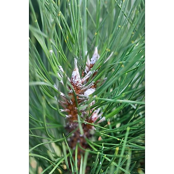 Pinus Sylvestris Fastigiata Säulenkiefer 60–80 cm günstig online kaufen