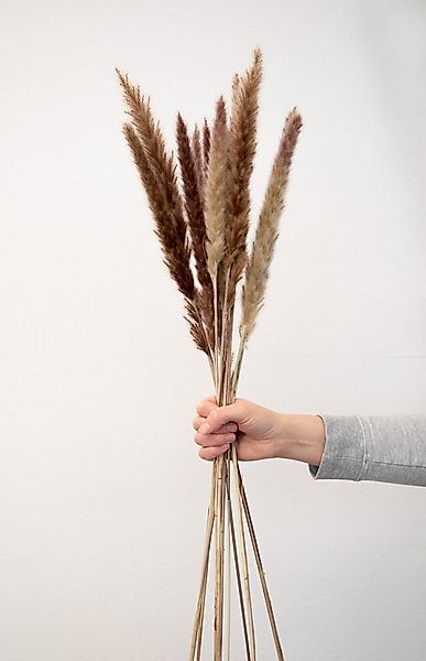 Trockenblume Pampasgras Mini - Reed bunch, ca. 70cm, 1 Bund (10-15 Stiele) günstig online kaufen
