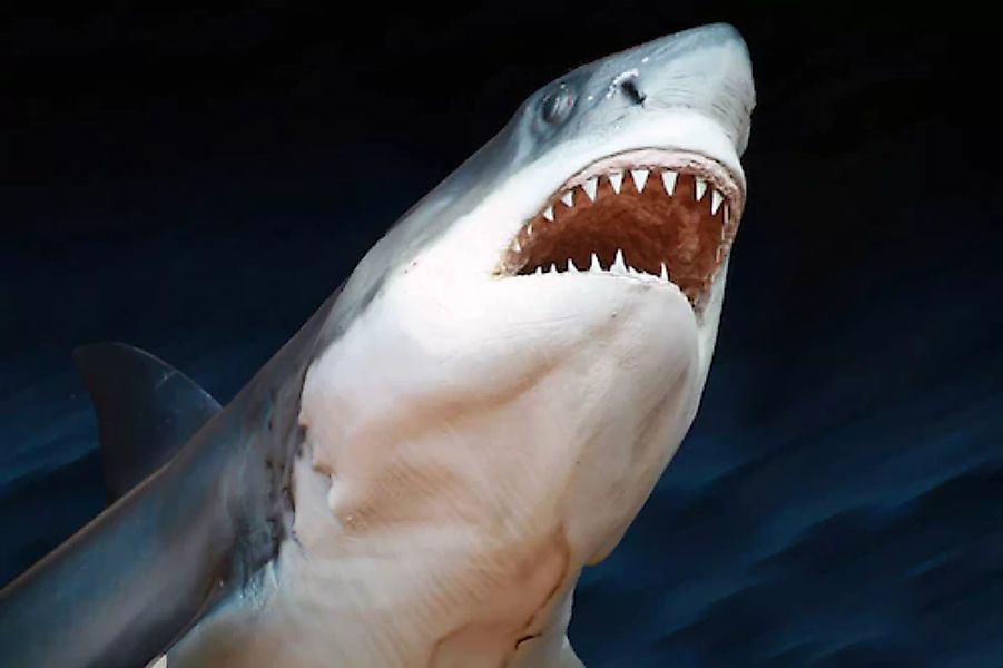 Papermoon Fototapete »Weißer Hai« günstig online kaufen