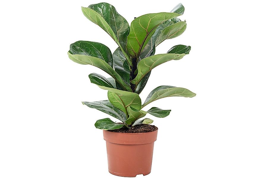 Flowerbox Zimmerpflanze Geigenfeige - Ficus Lyrata Bambino, pflegeleicht - günstig online kaufen