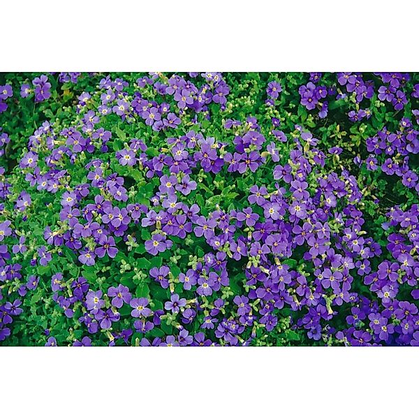 Aubrieta X Cult. Blaumeise Blaukissen Blau Ca. 9x9 cm Topf günstig online kaufen