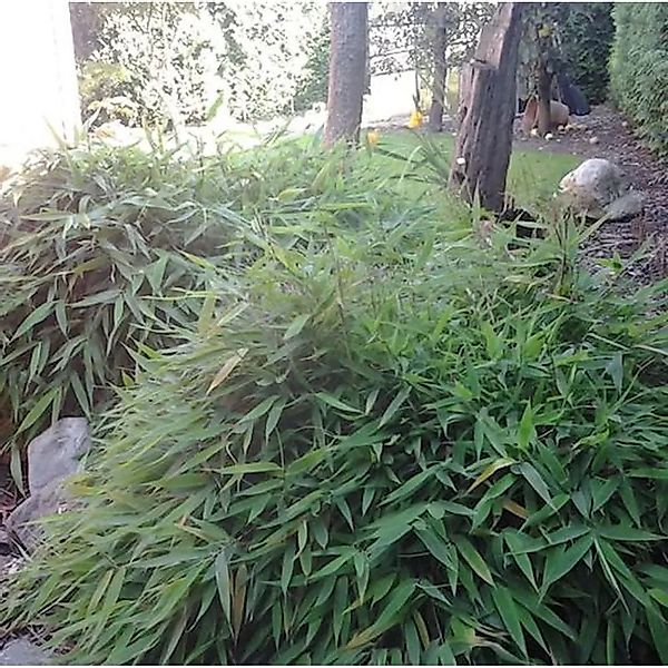 Mini Bambus Elias 40-50cm - Fargesia murielae günstig online kaufen