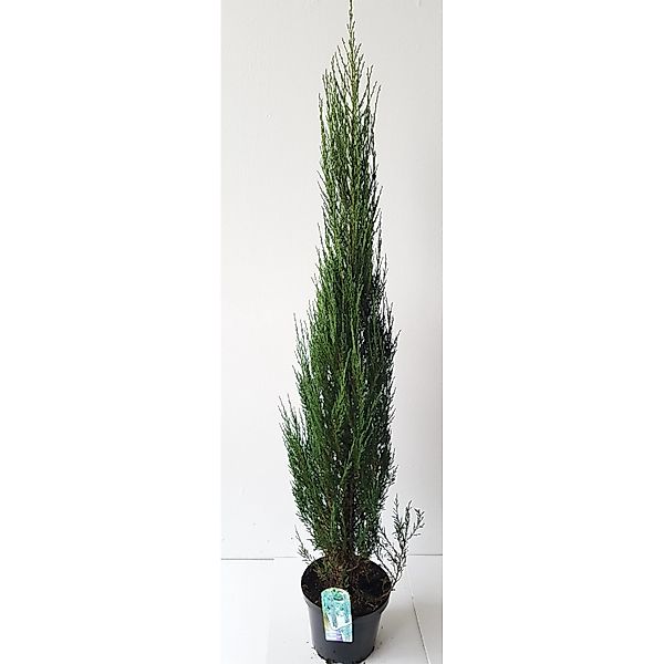 Pflanzen-Boering Blauer Raketenwacholder Gesamthöhe 180-190 cm Juniperus Bl günstig online kaufen