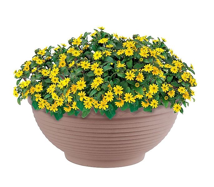 Prosperplast Pflanzkübel Pflanzschale Misa Blumenschale Pflanzkübel günstig online kaufen