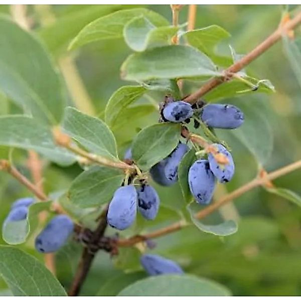 Sibirische Blaubeere Velvet 30-40cm - Lonicera caerulea günstig online kaufen