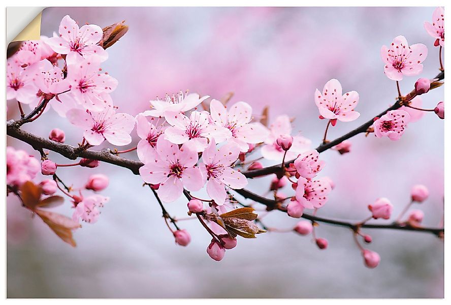 Artland Wandbild Kirschblüten, Blumen (1 St), günstig online kaufen