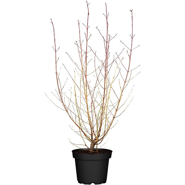 Roter Hartriegel Midwinter Fire Weiß Höhe ca. 40 50 cm Container ca. 4,6 l günstig online kaufen