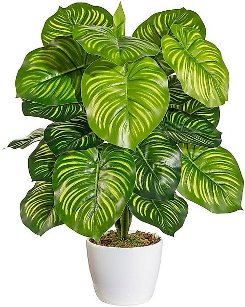 Künstliche Zimmerpflanze Maleroy Maranta, Home affaire, Höhe 50 cm, im Kera günstig online kaufen