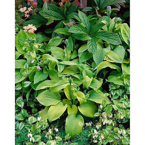 Hosta Sieboldiana August Moon Funkie Ca. 11x11 cm Topf günstig online kaufen