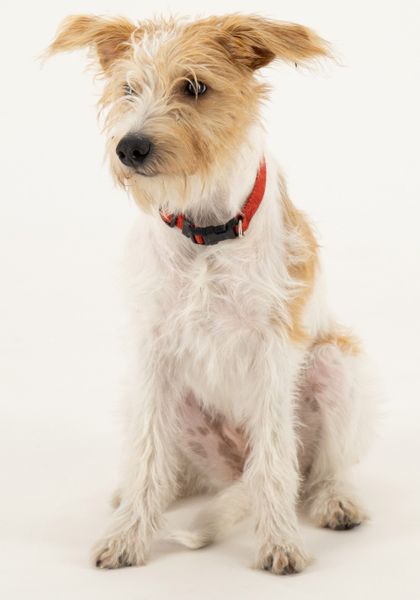 LPO Trainingsjacke Damen Jacke Abby CS günstig online kaufen