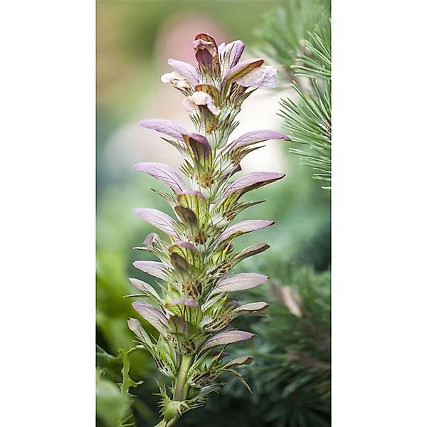 Acanthus Hungaricus Ungarische Bärenklau Ca. 9x9 cm Topf günstig online kaufen