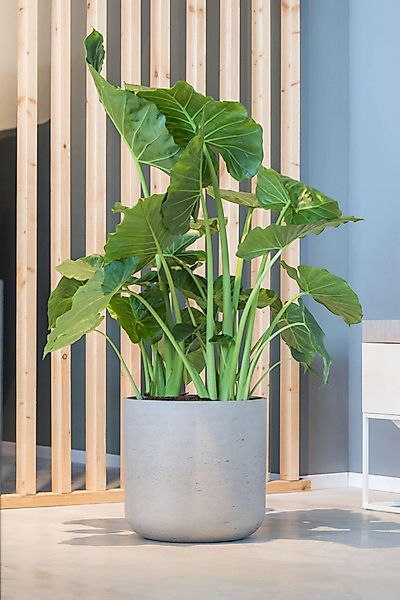 finestgreen Pflanzkübel Handgefertigtes Pflanzgefäß Charlie günstig online kaufen