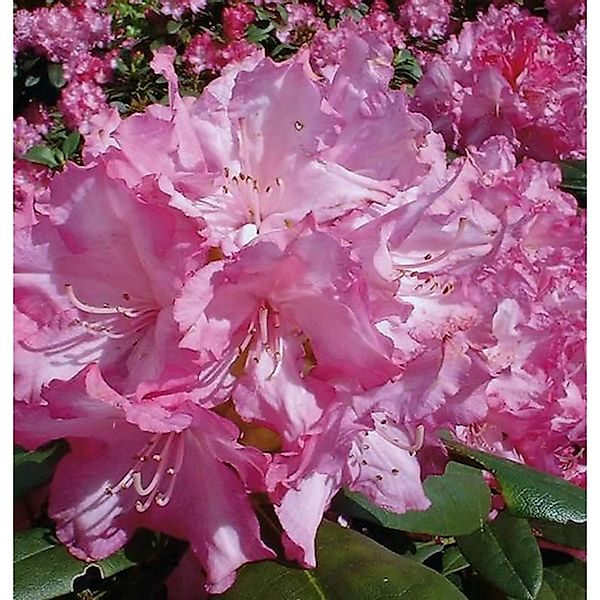 Rhododendron Blurettia 30-40cm - Alpenrose günstig online kaufen