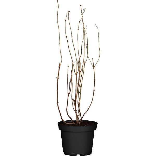 OBI Sternchenstrauch Strawberry Fields Rosa Höhe ca. 80-100 cm Topf ca. 9,5 günstig online kaufen