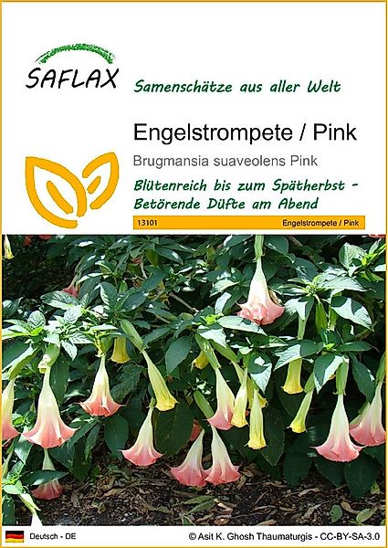 SAFLAX Blumensamen SAFLAX - Samen - Engelstrompete / Pink günstig online kaufen