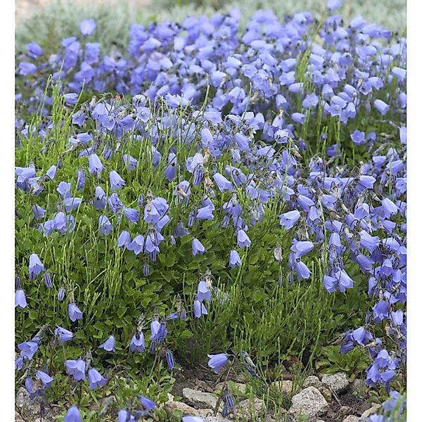 Zwerg Glockenblume Jingle Blue - Campanula cochleariifolia günstig online kaufen