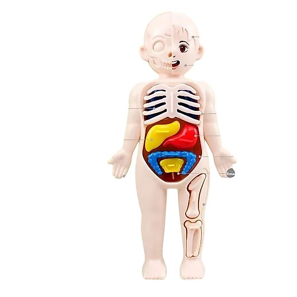 MEGAGOODS Lernspielzeug Montessori Anatomie Modell Kinder günstig online kaufen