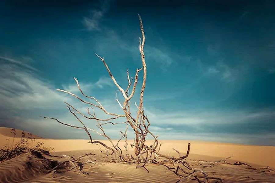 Papermoon Fototapete »Toter Baum in Wüste« günstig online kaufen