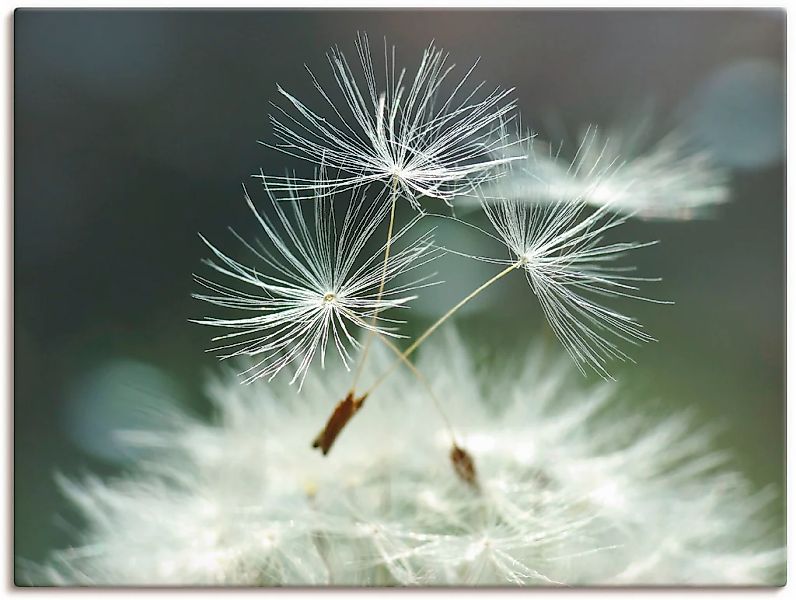 Artland Wandbild "Pusteblume Facility" Blumen 1 Stk. tlg. als Alubild, Outd günstig online kaufen
