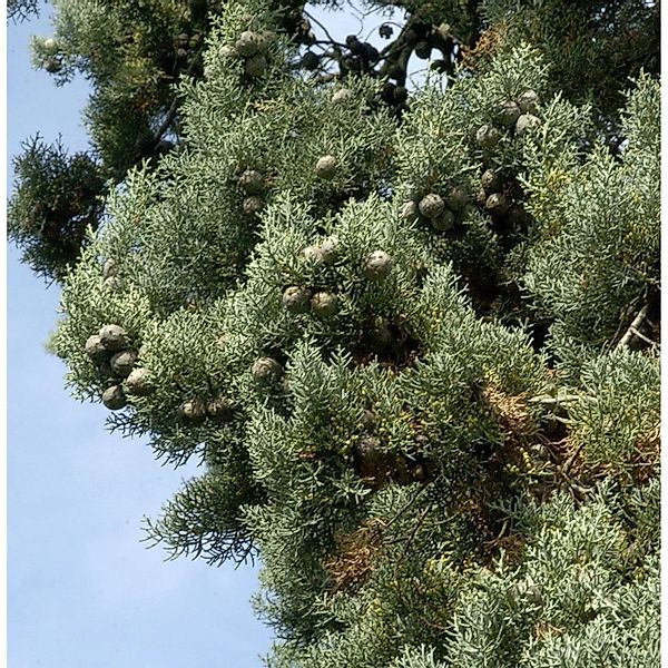 Blaue Arizona-Zypresse Glauca 60-80cm - Cupressus arizonica günstig online kaufen