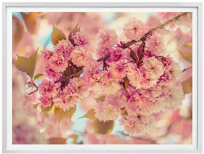 Wall-Art Poster »Kirschblüten«, Natur, (1 St.), Poster ohne Bilderrahmen günstig online kaufen