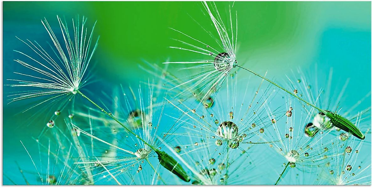 Artland Wandbild "Glitzernde Pustblumen mit Wassertropfen", Blumen, (1 St.) günstig online kaufen