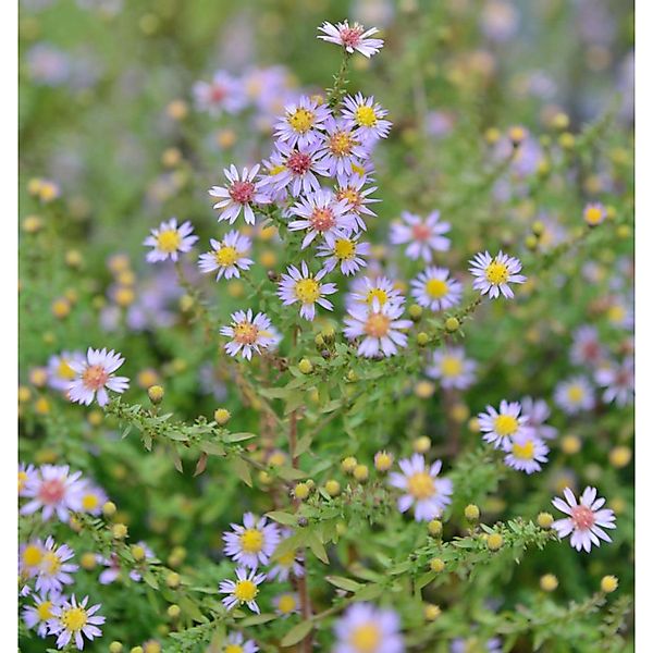 Myrtenaster Lovely - Aster alpinus günstig online kaufen