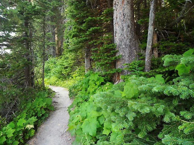 Papermoon Fototapete »WALD IN KANADA-BAUM FICHTE NATUR PFLANZE SONNE WEG SE günstig online kaufen