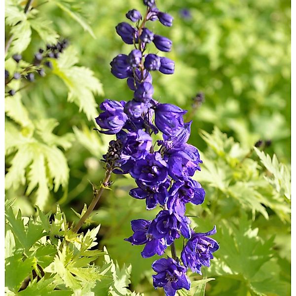 Rittersporn New Millennium Purple Passion - Delphinium günstig online kaufen