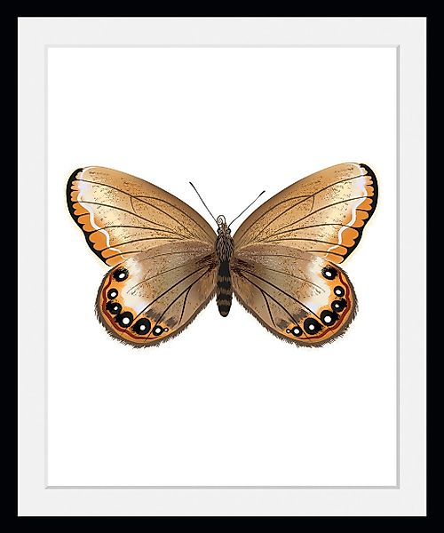 queence Bild "Lexy", Schmetterlinge-Kunst-Insekten, (1 St.), HD Premium Pos günstig online kaufen