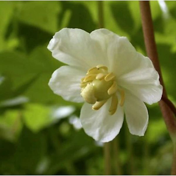 Amerikanischer Maiapfel - Podophyllum peltatum günstig online kaufen