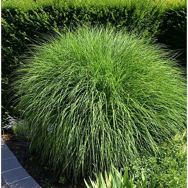 Chinaschilf Kleine Silberspinne - XXXL Topf - Miscanthus sinensis günstig online kaufen