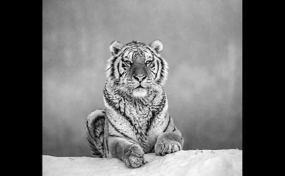 Papermoon Fototapete »Tiger Portrait Schwarz & Weiß« günstig online kaufen