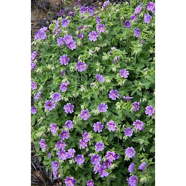 Geranium X Magnificum Anemoniflorum Pracht Storchschnabel Ca. 9x9 cm Topf günstig online kaufen