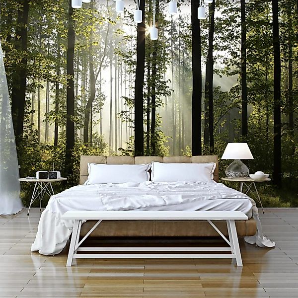 Selbstklebende Fototapete - Forest: Morning Sunlight günstig online kaufen