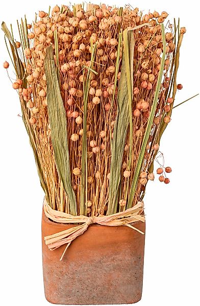 Creativ home Trockenblume "Trockenblumen imTopf" günstig online kaufen