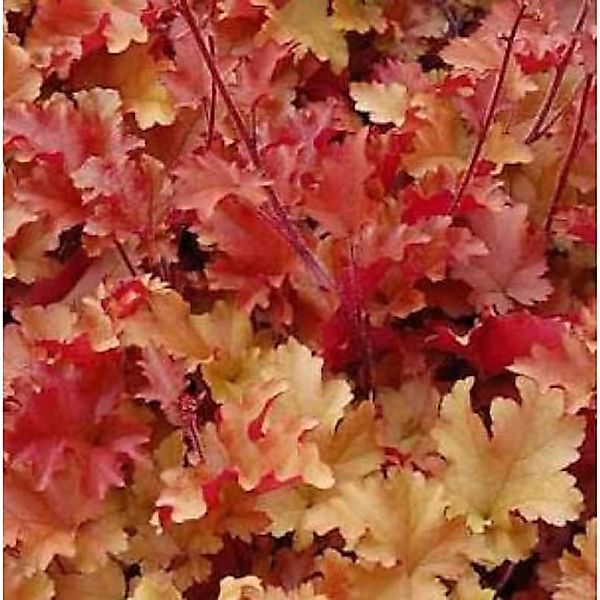 Purpurglöckchen Marmelade - Heuchera villosa günstig online kaufen