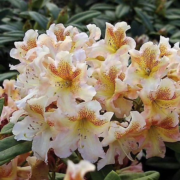 Großblumige Rhododendron Bernstein 50-60cm - Alpenrose günstig online kaufen