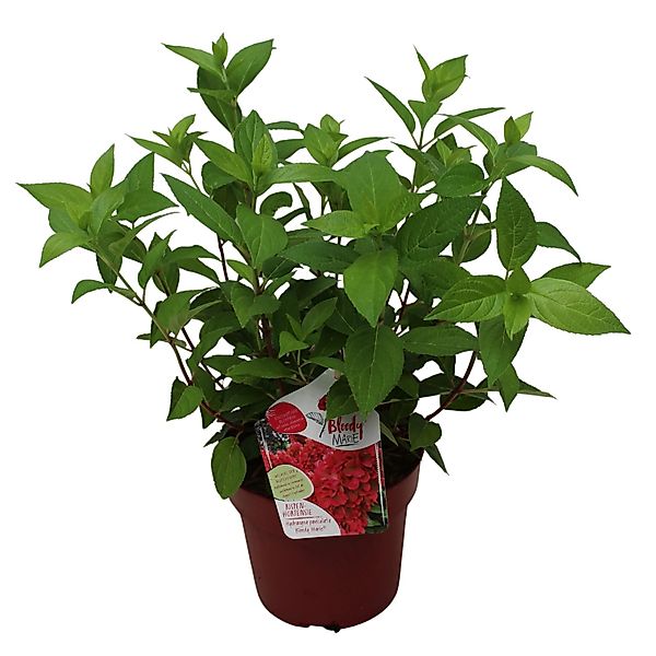 GROW by OBI Rispenhortensie Bloody Marie Höhe 40 - 60 cm 3l Hydrangea panic günstig online kaufen