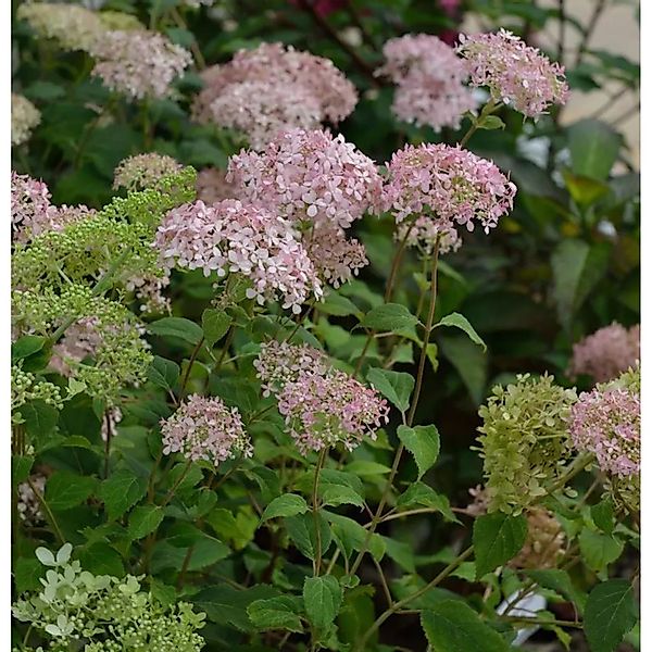 Hochstamm Ballhortensie Marshmellow 80-100cm - Hydrangea arborescens günstig online kaufen